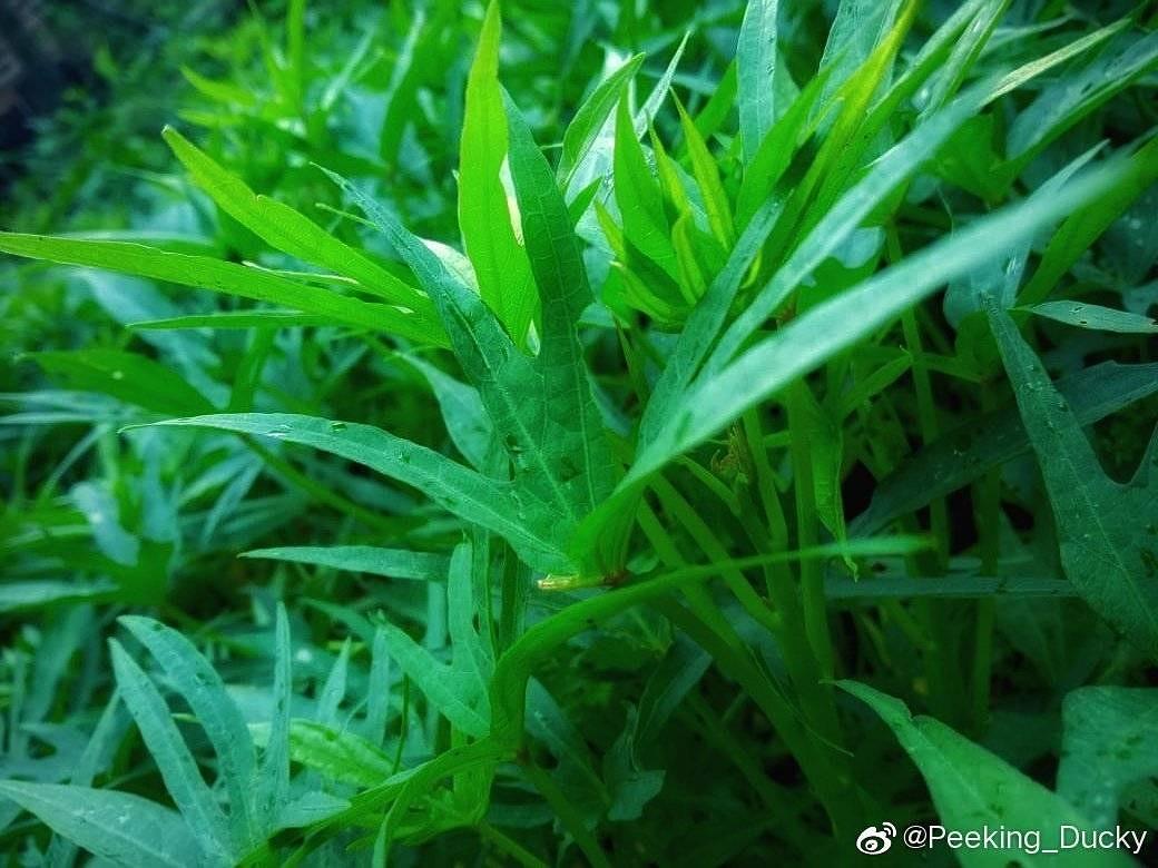 LinYull's tweet image. 