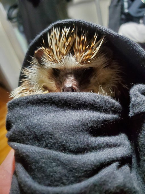 Swaddled Hedgie to brighten your morning. https://t.co/fzUGdPMt9f<a href="/tag/sexworkiswork"class="tags"><span>#sexworkiswork</span></a>