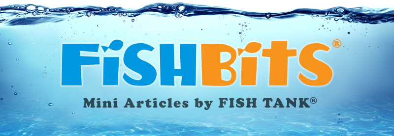 fishstewip's tweet photo. New Series: #FishBits mini articles by the #FishTank newsletter. In this inaugural edition, we explore the origins, controversies, and future of one of the most significant pieces of internet legislation: #Section230 of the Communications Decency Act. https://t.co/qCjgM5fNLY https://t.co/YWsl8sFrOH