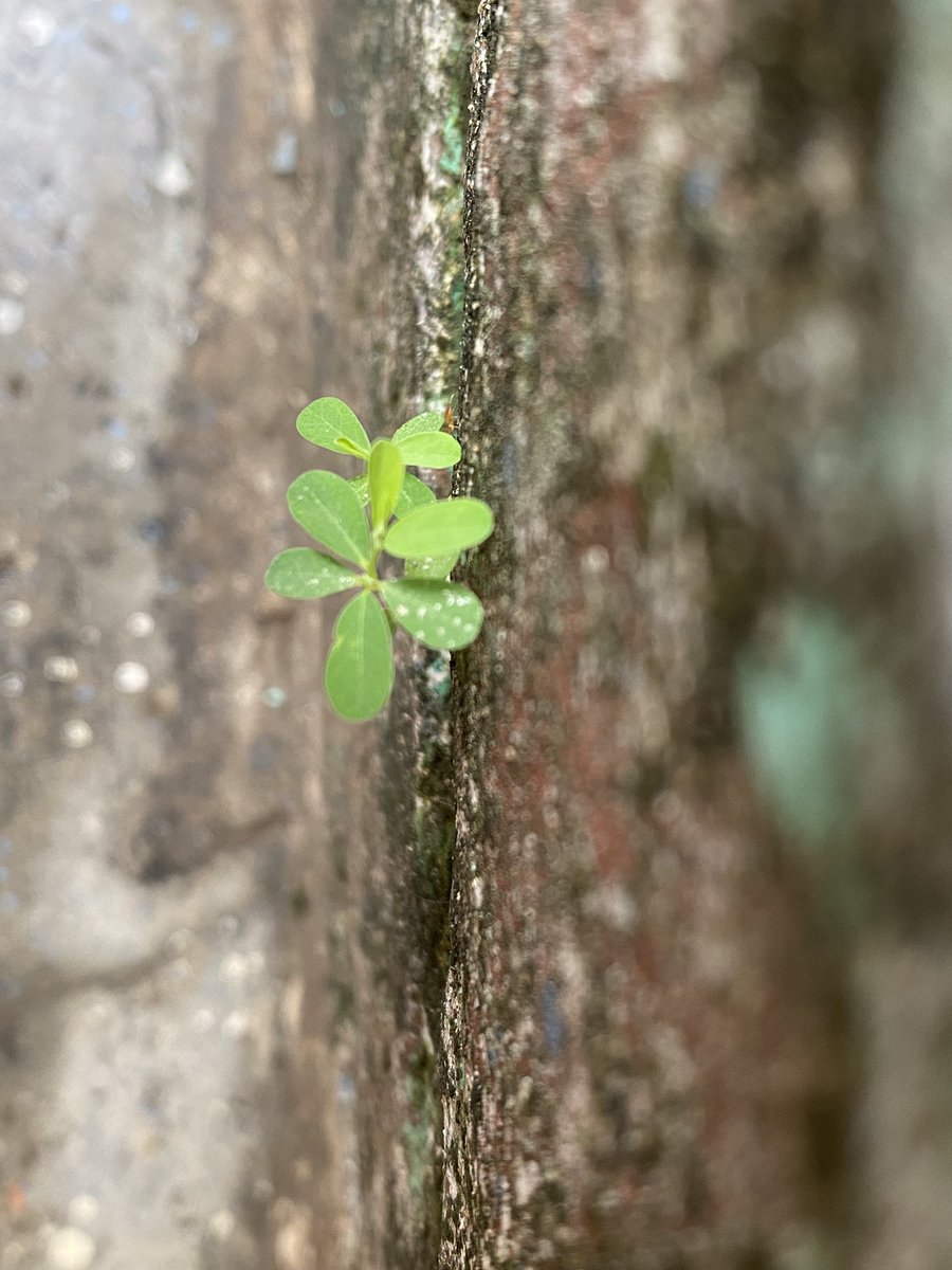 bagibharat's tweet photo. From this. To this
#photography #editingSkill https://t.co/hrXVw0uu7A