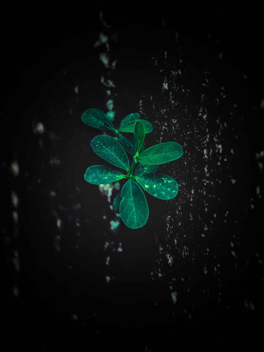 bagibharat's tweet photo. From this. To this
#photography #editingSkill https://t.co/hrXVw0uu7A