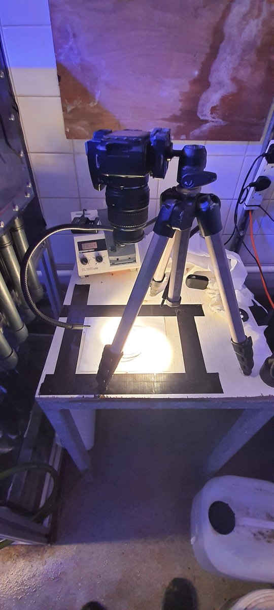 CMoocarme's tweet photo. Day 1 of lunar cycle,and starting to count a size #coral planula! https://t.co/3pL6dAnFrI
