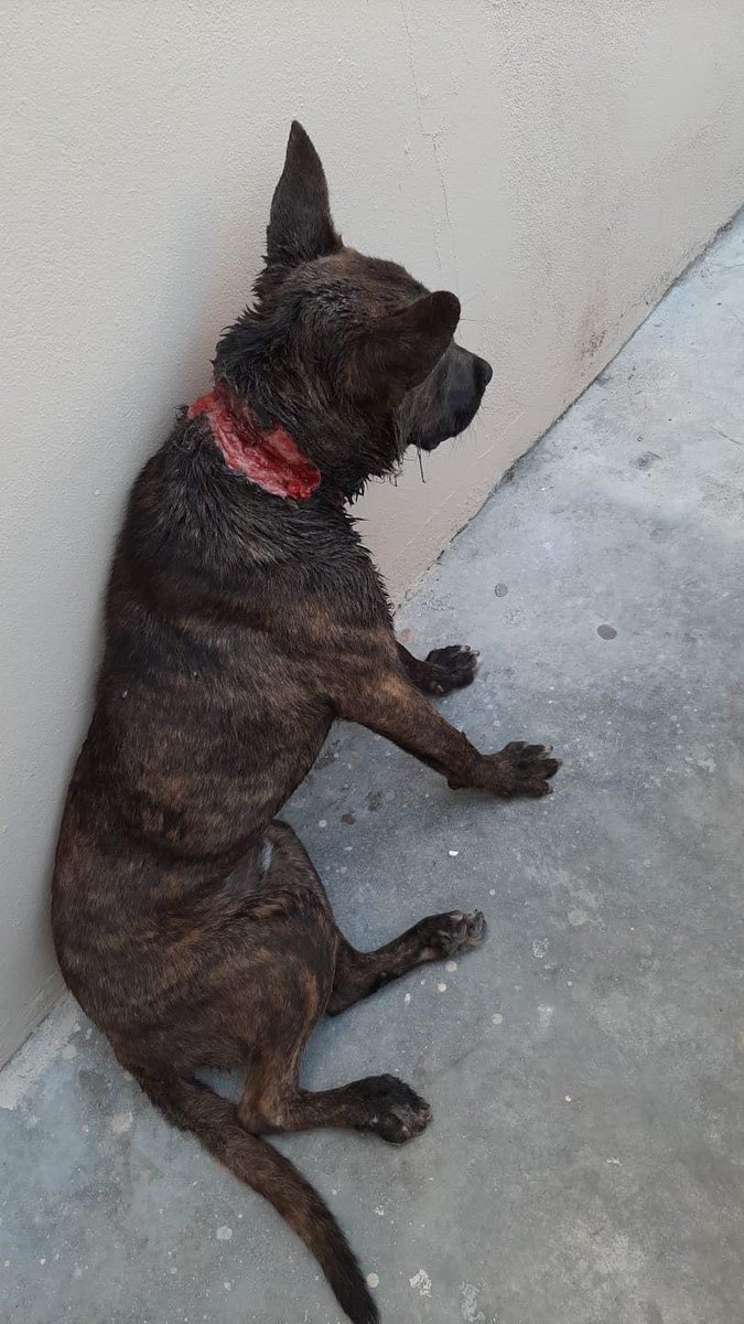 2SaveEmAllYall's tweet photo. @KXAN_News This poor dog would disagree! @addicuslegacydr  just rescued him...he had been chained for so long that the chain became embedded 😩#dogrescue #AnimalCruelty https://t.co/udB2fw6SUb