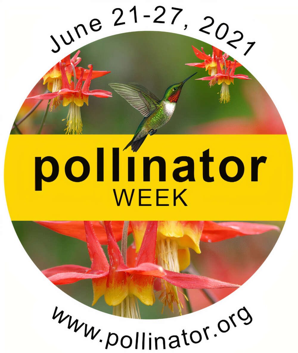 albertahoney's tweet photo. It’s pollinator week! There are over 1,000 species of pollinating animals in Canada. Various bees, butterflies moths and hummingbirds are responsible for billions of dollars worth of Canadian farm produce, flowers and ecosystems. #PollinatorWeek2021 #honeybee https://t.co/caRgMEQqbD