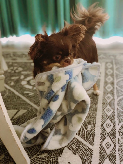 Gosh I can&rsquo;t get over his cute face 😆 https://t.co/SS6A80tLsM<a href="/tag/dilliondevotees"class="tags"><span>#dilliondevotees</span></a>