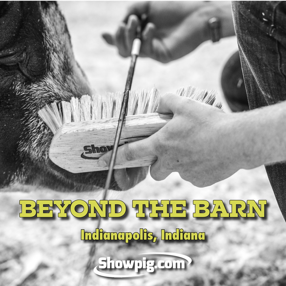 We enjoyed a jam-packed week at The Exposition in Indianapolis, and the Showpig crew is ready to do it again this week in Illinois. If you’re heading to Springfield, we have some things to do beyond the barn. 

🔗 showpig.com/2021/06/21/bey…

<a href="/CPSSwine/">Certified Pedigreed Swine</a> <a href="/AmericanBerk/">American Berkshire Association</a> <a href="/TeamPurebred/">Team Purebred</a>