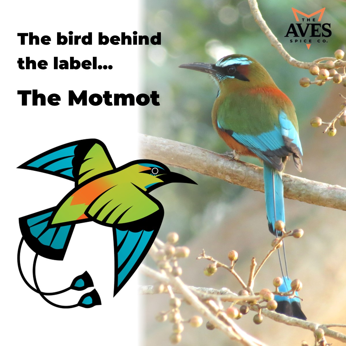 AvesSpice's tweet photo. The Bird Behind the Label... featuring The Motmot! 🦜🔥🌶 A true summertime favorite🌞“The Motmot” is a fruity, bright, and peppery hot sauce 🔥 It’s colorful and flamboyant, just like the bird after which it is named. Read more here! https://t.co/62jQ10815c https://t.co/onIficinb6
