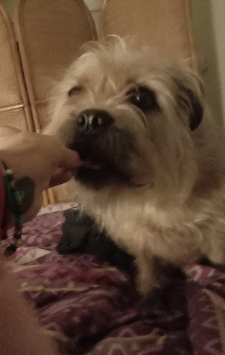 Poppy_MindDogAU's tweet photo. Mmm...toast ??
Suss out what's on it 1st...then gobble...
#NotArfSpoilt #BedTime #BTposse #TasteTest https://t.co/mFEQSFRmsF