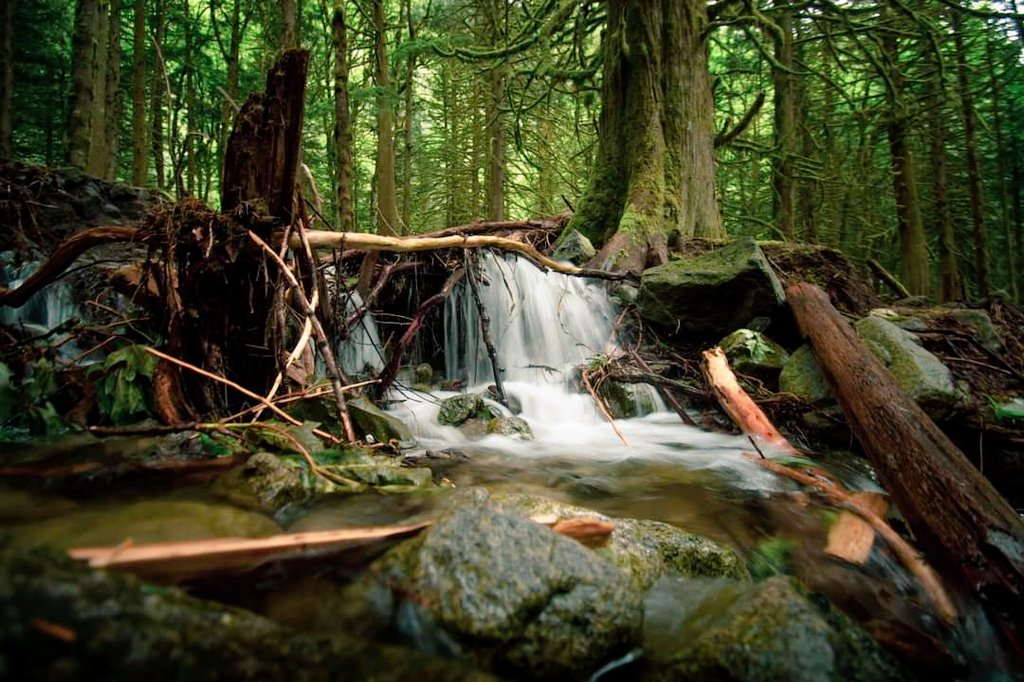 MonaLucas_Photo's tweet photo. I love our messy forests with their green vibrance. One of the small falls leading up to the bigger #FloodFalls in Hope, B.C. 
#EmbraceHopeBC 
#explorehcc 
#ilovebc 
#explorebc 
#waterfall 
#604explore 
@gooutside_live @bcmagazine @enterherecanada @canadascope https://t.co/7RvxmuADvN