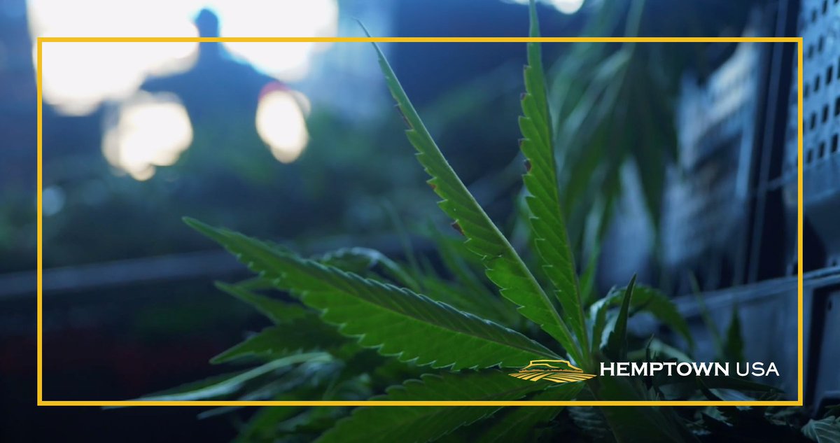 Hemptown USA tweet media