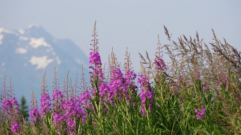 UBC's tweet photo. For National Indigenous History Month, @Xwi7xwaLibrary has compiled resources that explore various aspects of Indigenous life and culture. Check them out here: https://t.co/xuMBrQ17Bu https://t.co/jgdFoFmjfF