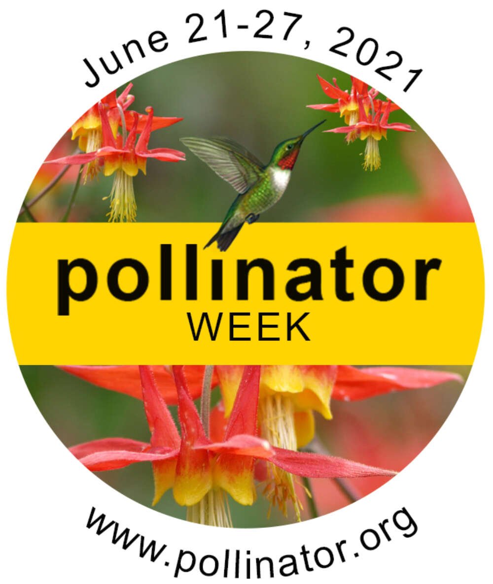Happy #PollinatorWeek! 🐝🦋🪰 

Find #pollinator-related activities in your area online: pollinator.org/pollinator-wee…