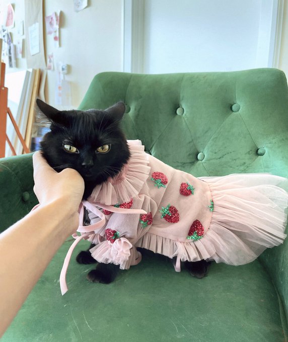 2 pic. strawberry dress this, strawberry dress that... ok what abt strawberry dress CAT 🍓🌸 https://t
