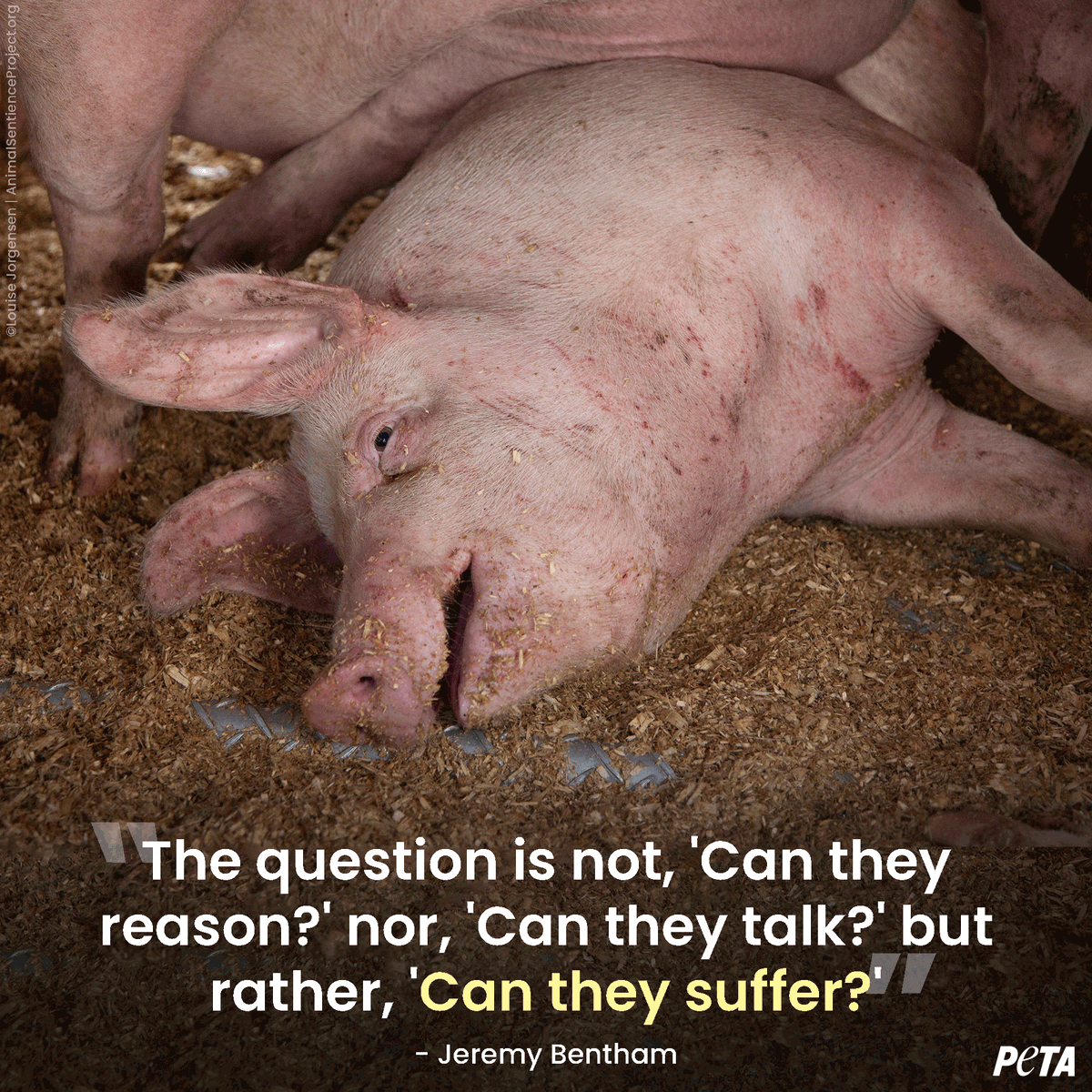 Let's treat all individuals with compassion and respect. 

Please, #GoVegan 🐷