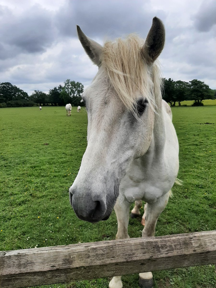 MurmurousHum's tweet photo. Getting out and about with a lovely group of people. Good times.
#SmallBeautiesHour #hellohorse #HeadHeartHandsBlog https://t.co/jH4bAxiOZe
