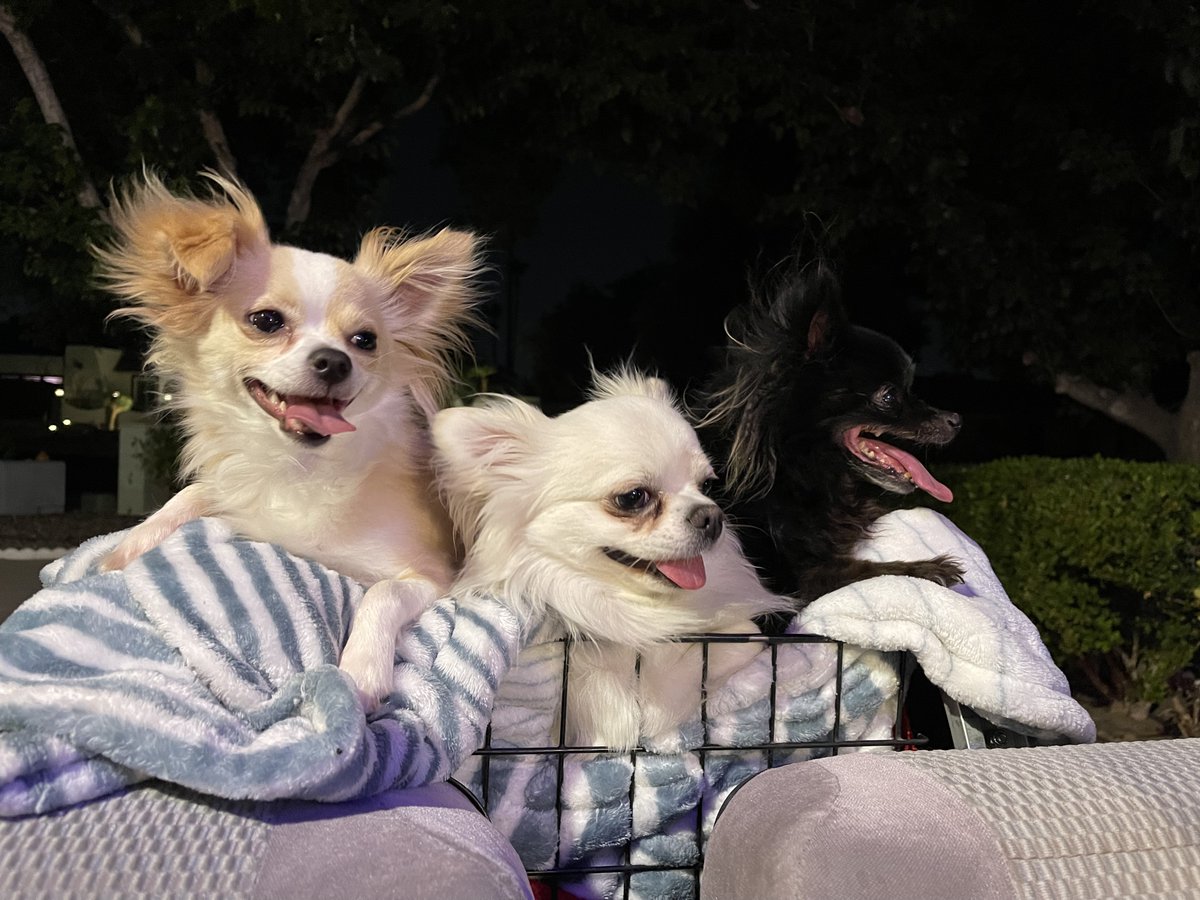 Load up! The dogos are ready for their late night golf cart ride 😛