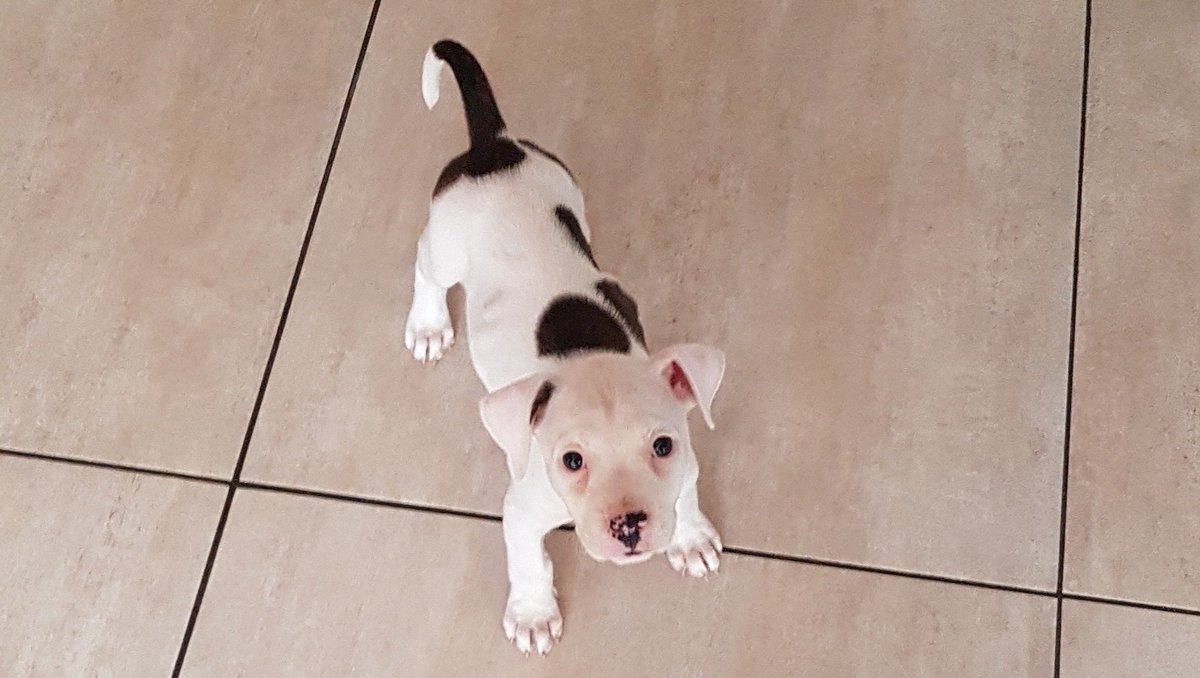 RGK ROTO95 tweet media