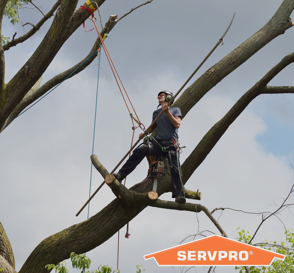 Remove dead or rotting trees and branches that could fall and cause injury or damage during a severe thunderstorm.