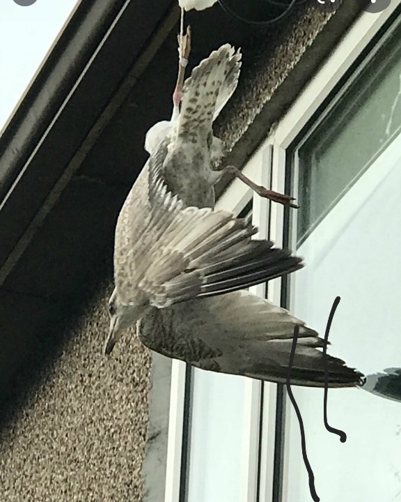 Bogie Bird tweet media