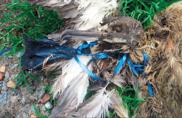 Bogie Bird tweet media