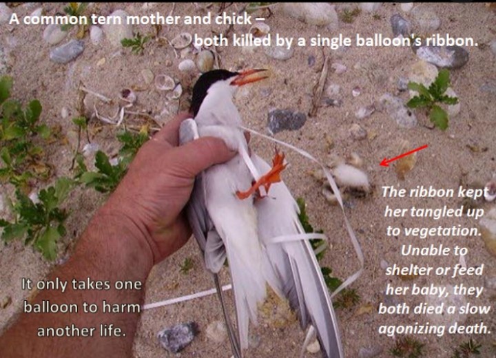 Bogie Bird tweet media