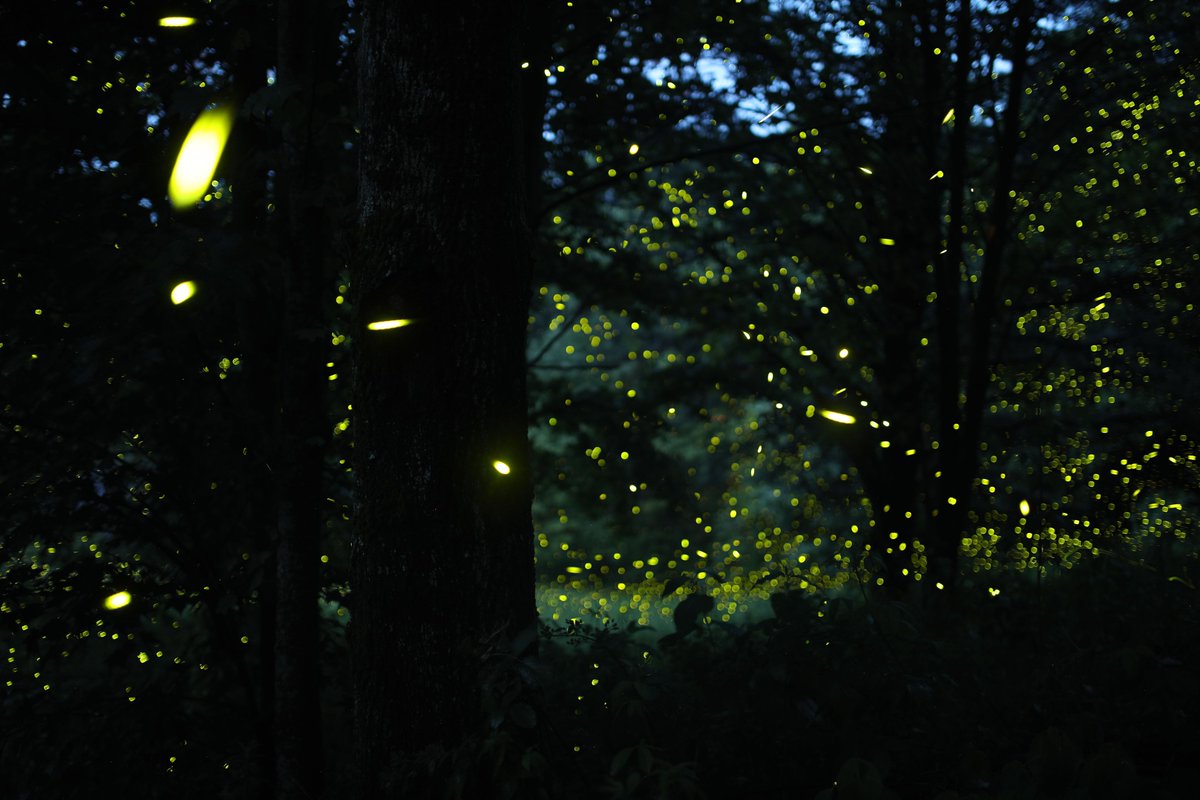 plesiomorphy's tweet photo. First attempt at firefly stacked exposures at #BugShot (Photuris tremulans) https://t.co/DfLqw6gOc8