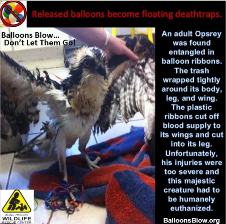 Bogie Bird tweet media