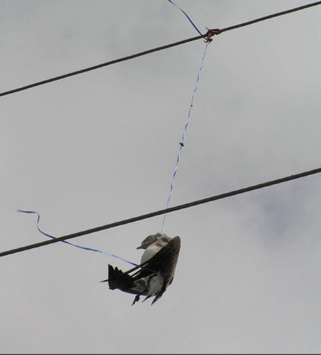 Bogie Bird tweet media