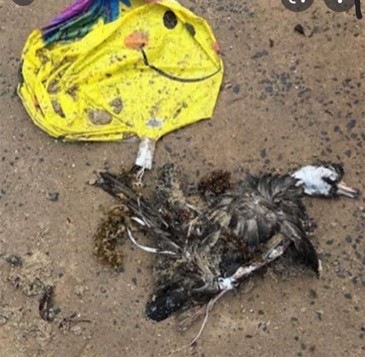 Bogie Bird tweet media