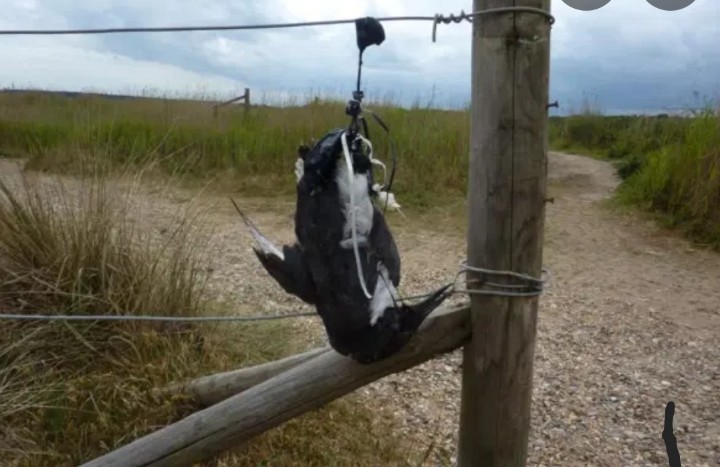 Bogie Bird tweet media