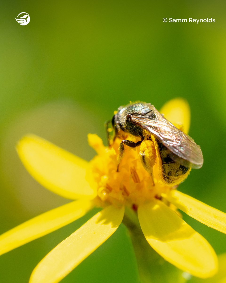 Canadian Wildlife Federation tweet media