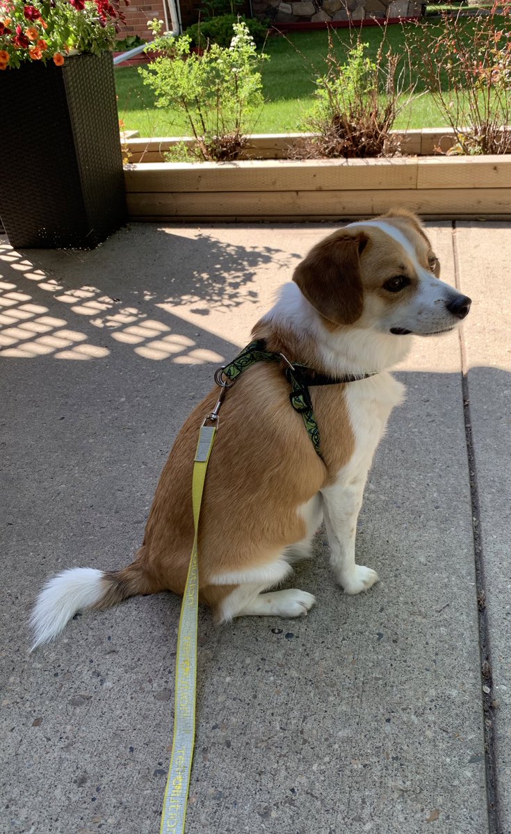 Eddie the #YEG FosterBeagle tweet media