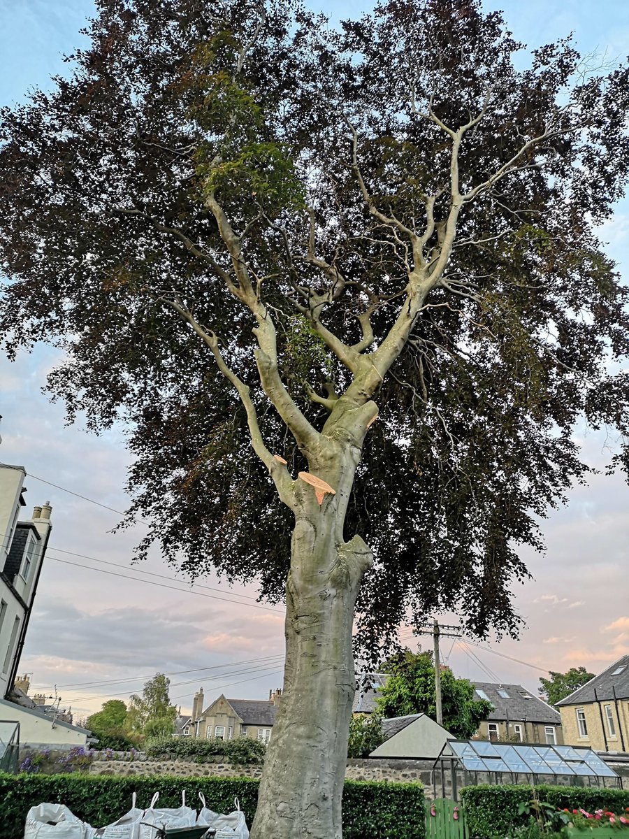 StarbankPark's tweet photo. Sad vibes @StarbankPark today as our Copper Beech tree is being cut down as it has disease at its base. We are all totally distraught. #Sadday #diseasedcopperbeech #copperbeach #wasthereanothersolution https://t.co/hhNS7WRazB