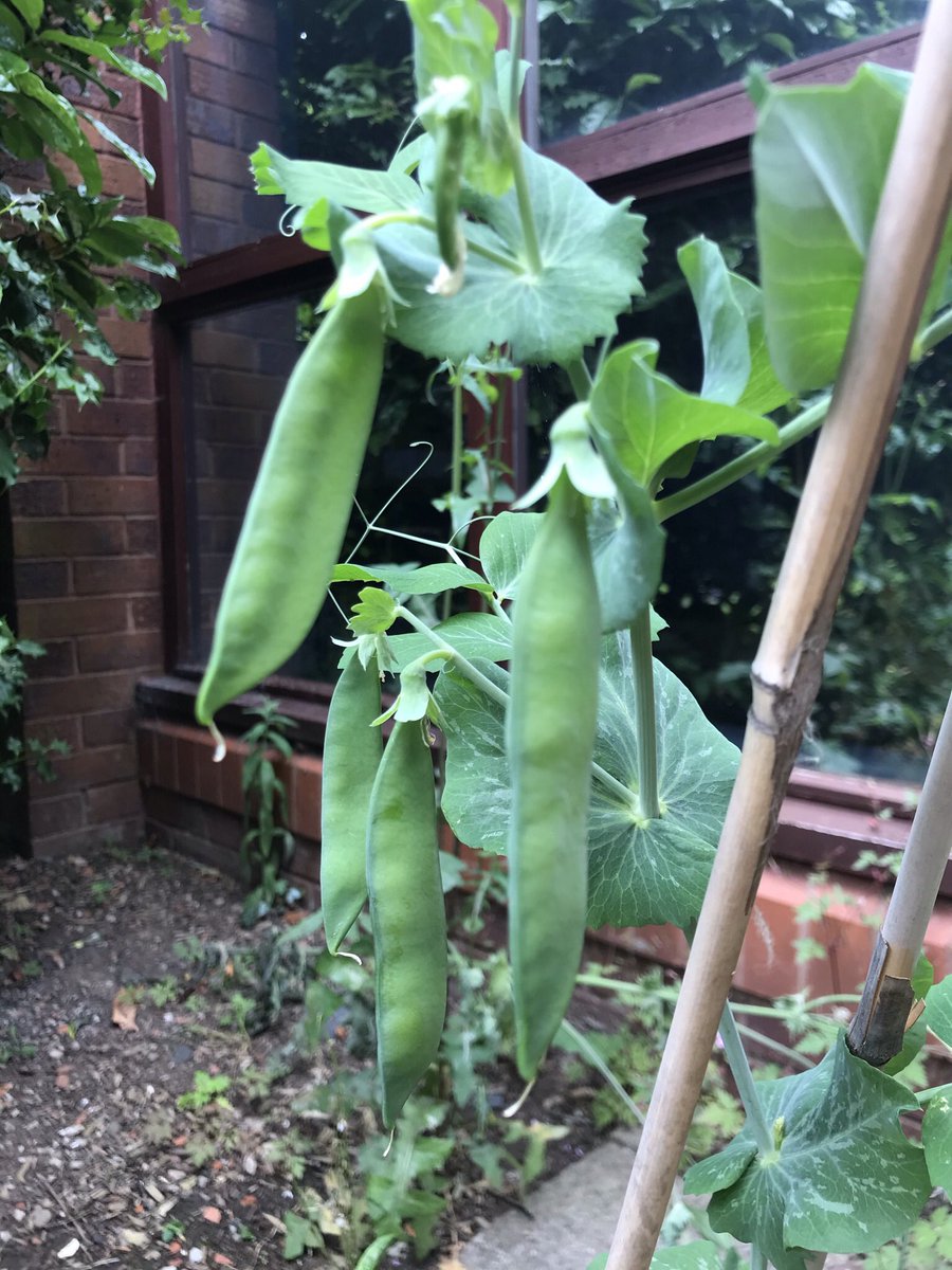 Look at our peas! We are going to have a tasting session at our next club meeting, I’ve had a sneaky taste already and they are delicious 🌱