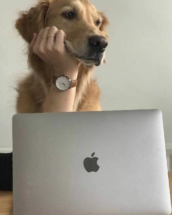 EfectoPrometeo's tweet photo. Cuando estás en una reunión que pudo haber sido un correo electrónico 🤦🏻♂️
#efectoprometeo #reuniononline #reunionzoom #cutedogsofinstagram #mail #mac #viral #guayaquil #ecuador🇪🇨 https://t.co/Dd6MmEpNae