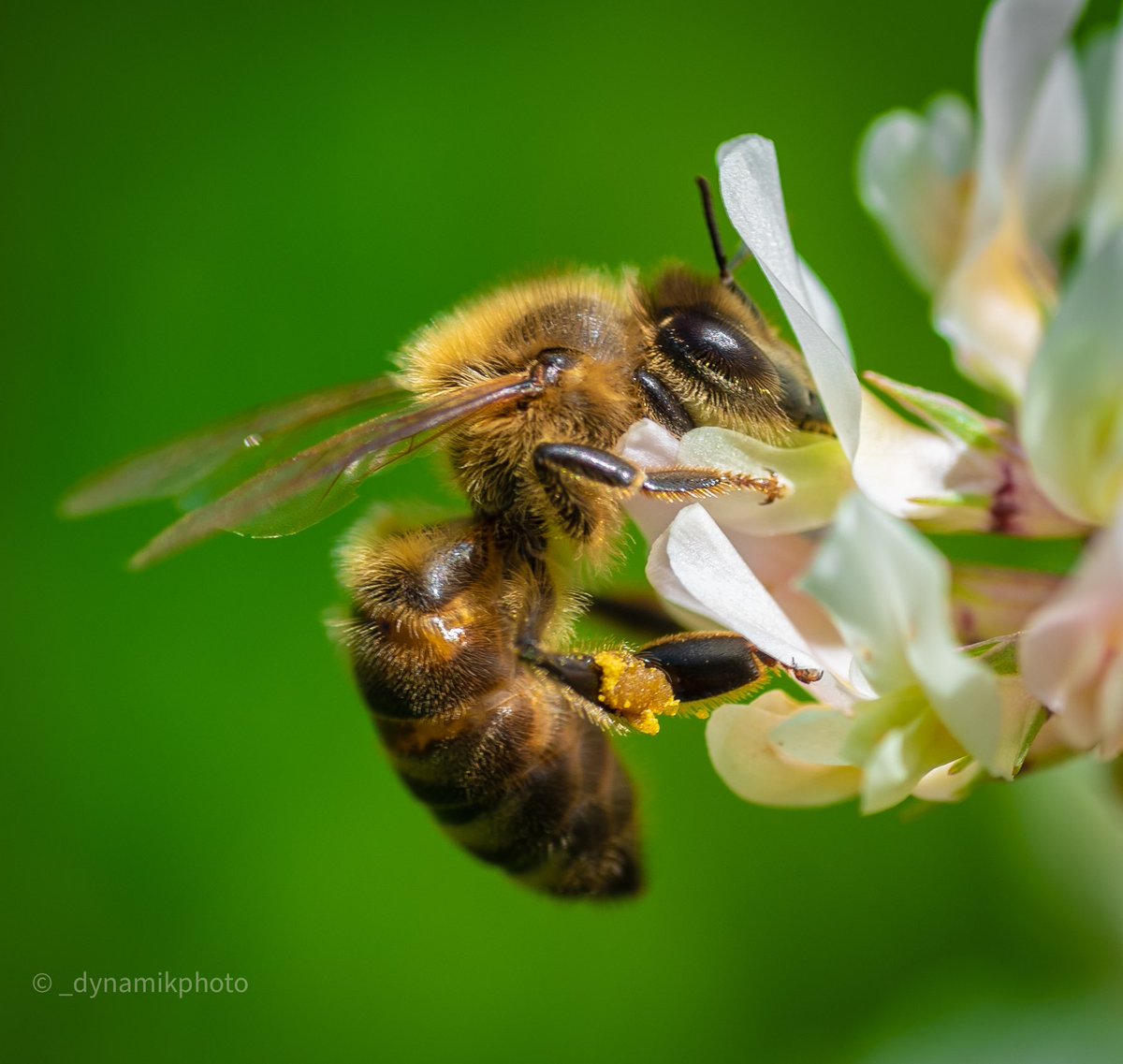 dynamikphoto's tweet photo. “We come from the earth, we return to the earth, but in between we garden” 
Bees are so important to our eco system 🙏🏼

#bees #savethebees #wildlifephotography #macrophotography #nature #bee #natgeo #polinators https://t.co/ZsjhGCOCOq