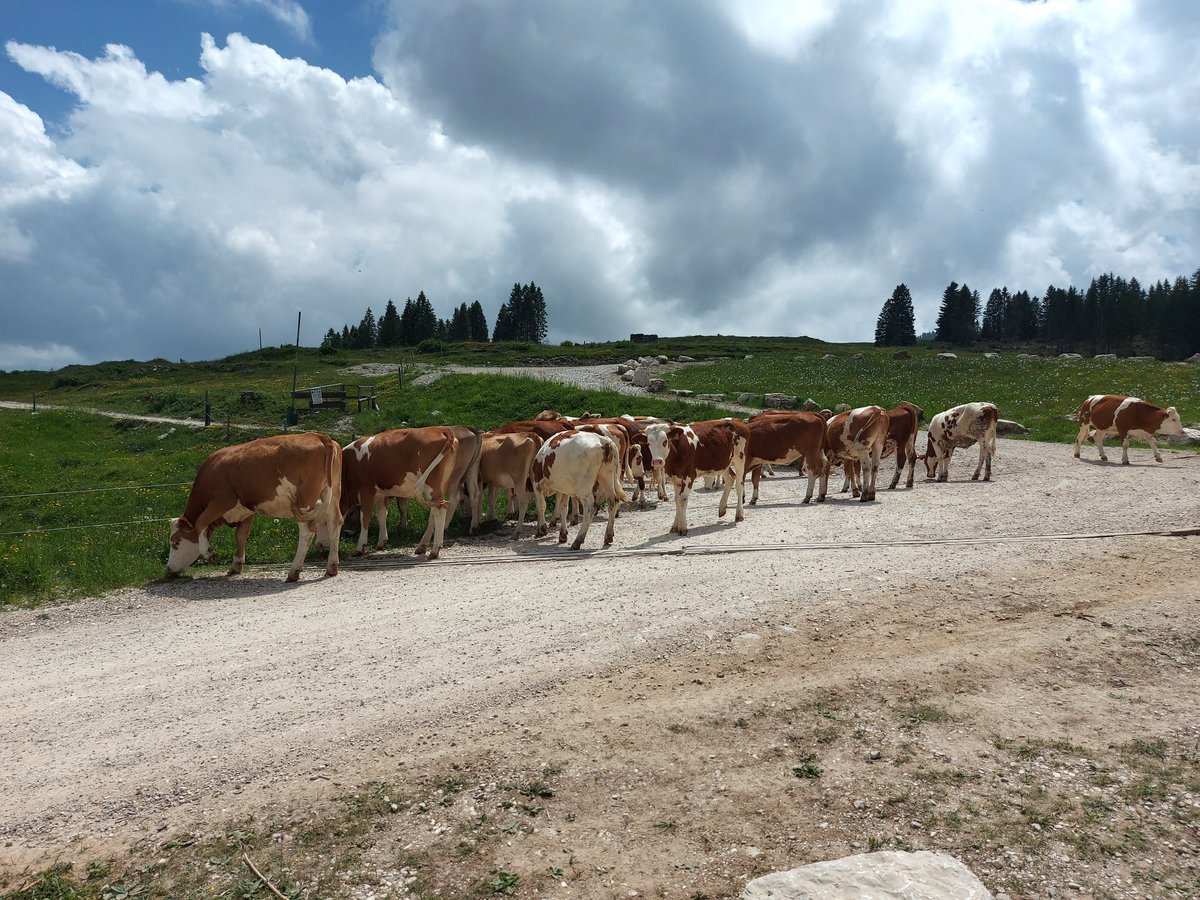E dopo gli asini,  evviva le mucche 😍