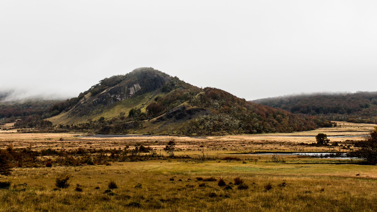 NEXERCHILE's tweet photo. 🟠Las turberas son la mayor reserva de carbono terrestre de Chile, ya que contienen casi 5 veces el equivalente a biomasa aérea de los bosques chilenos. https://t.co/FcQkqtQoYb