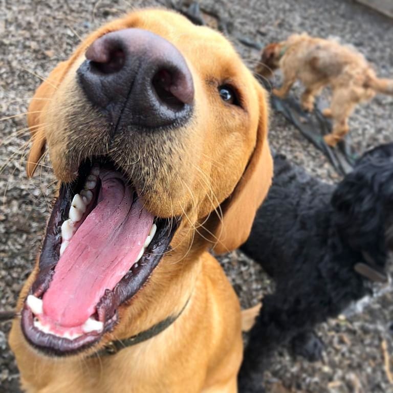 RosieDogDaycare's tweet photo. And just like that it's Monday again! 🧡🐶🐾
.
.
.
#rosiesplace #dogdaycare #dogwalking #petservices #gosforth #newcastle #dogs #pups #doggyfriends #daycarefun #daycarelife #mondaymood #happydogs #mondayfunday #modeldogs #allyouneedisloveandadog https://t.co/39ufCqOGi3
