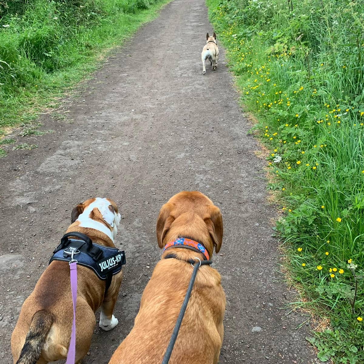 RosieDogDaycare's tweet photo. And just like that it's Monday again! 🧡🐶🐾
.
.
.
#rosiesplace #dogdaycare #dogwalking #petservices #gosforth #newcastle #dogs #pups #doggyfriends #daycarefun #daycarelife #mondaymood #happydogs #mondayfunday #modeldogs #allyouneedisloveandadog https://t.co/39ufCqOGi3