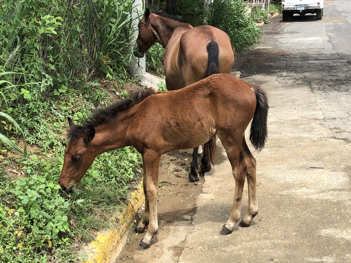 This was a most beautiful and heartwarming scene that I came across this morning 💕.
#horses #mareandfoal #mummaandbubba #horsesofinstagram #foal #foalsofinstagram #beautifulfoal #babyhorse