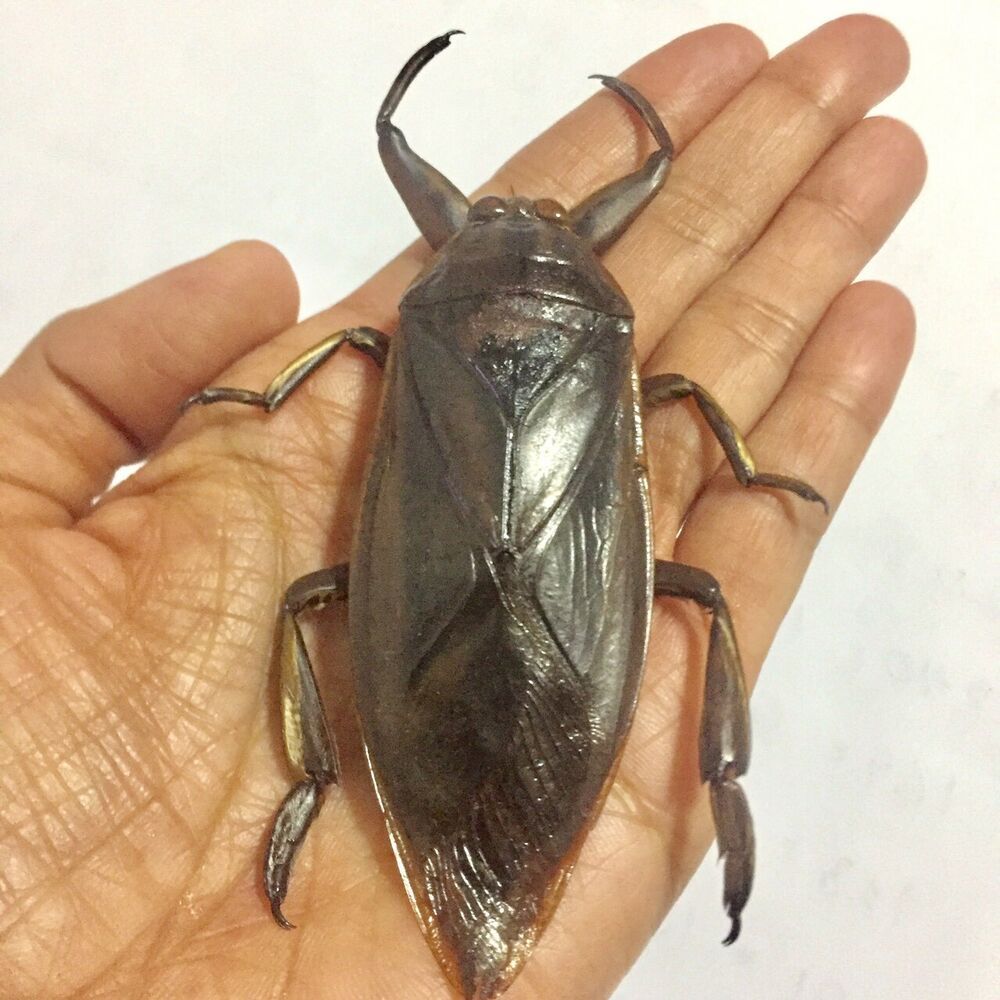 Elfa dos Insetos 🐛🦋 on X: "Barata-d'&aacute;gua-gigante - Lethocerus indicus -  Belostomatidae O percevejo gigante da &aacute;gua, pode crescer at&eacute; mais de 12 cm.  Predador. Captura presas subaqu&aacute;ticas, como pequenos peixes e