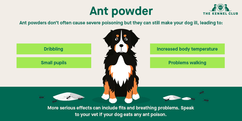 What Happens If My Dog Ate Ant Killer