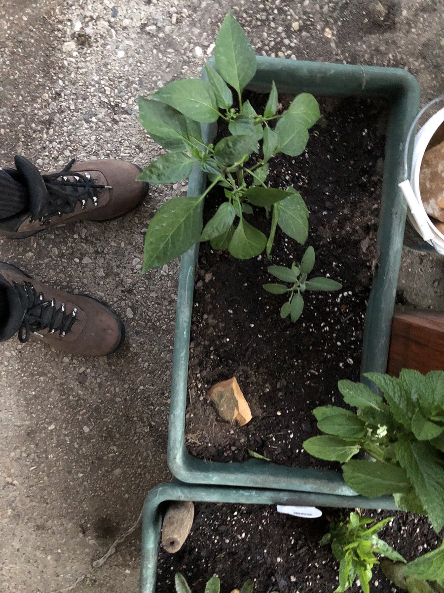 Been wanting to do this for awhile, planting a small sensory garden: taste:jalapeño and sage/ smell: mint/ touch: lambs ear/ sight: sun drops and cardinal flowers, any good ideas for sound? #sensorygarden #natureathome