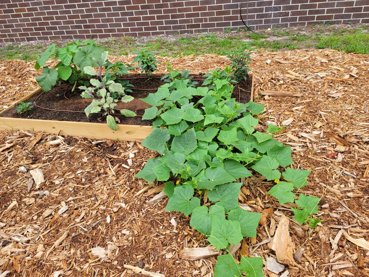 ChilesMiddle's tweet photo. Peppers, eggplants, pumpkins &amp; more! 🐾🌱 #PanthersROAR #ThinkAndDesign @ePathwaysSCPS https://t.co/E2oBhHhnot
