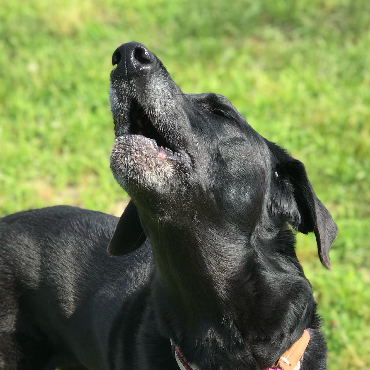 cthumane's tweet image. When your favorite song comes on and you know all the words. 
#ConcertTime #DogsWhoSing #CThumane