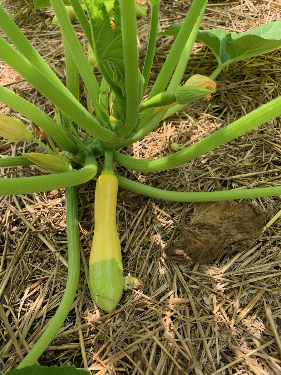 Chicot Elementary-LRSD (@chicotlrsd) on Twitter photo It's been a hard road, but our <a href="/AmeriCorps/">AmeriCorps</a> Full Circle FarmCorps members have their first harvest! Check out Zephyr Squash. We will use the food in our food pantry. Check it out <a href="/jbarth4arkansas/">Jay Barth</a> <a href="/MichaelPoore1/">Michael Poore</a> <a href="/dlsmith1221/">Darian Lynn Smith</a> <a href="/lrsd/">Little Rock School District</a> <a href="/BasedChicot/">Chicot School-Based Health Clinic</a>! #GreatHappensHere It's been a hard road, but our <a href="/AmeriCorps/">AmeriCorps</a> Full Circle FarmCorps members have their first harvest! Check out Zephyr Squash. We will use the food in our food pantry. Check it out <a href="/jbarth4arkansas/">Jay Barth</a> <a href="/MichaelPoore1/">Michael Poore</a> <a href="/dlsmith1221/">Darian Lynn Smith</a> <a href="/lrsd/">Little Rock School District</a> <a href="/BasedChicot/">Chicot School-Based Health Clinic</a>! #GreatHappensHere