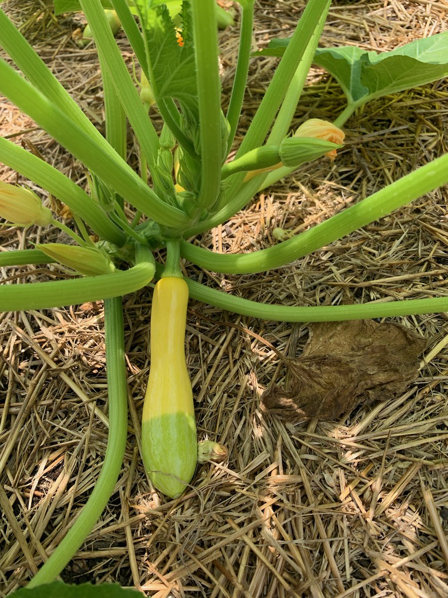 It's been a hard road, but our @AmeriCorps Full Circle FarmCorps members have their first harvest! Check out Zephyr Squash. We will use the food in our food pantry. Check it out @jbarth4arkansas @MichaelPoore1 @dlsmith1221 @lrsd @BasedChicot! #GreatHappensHere