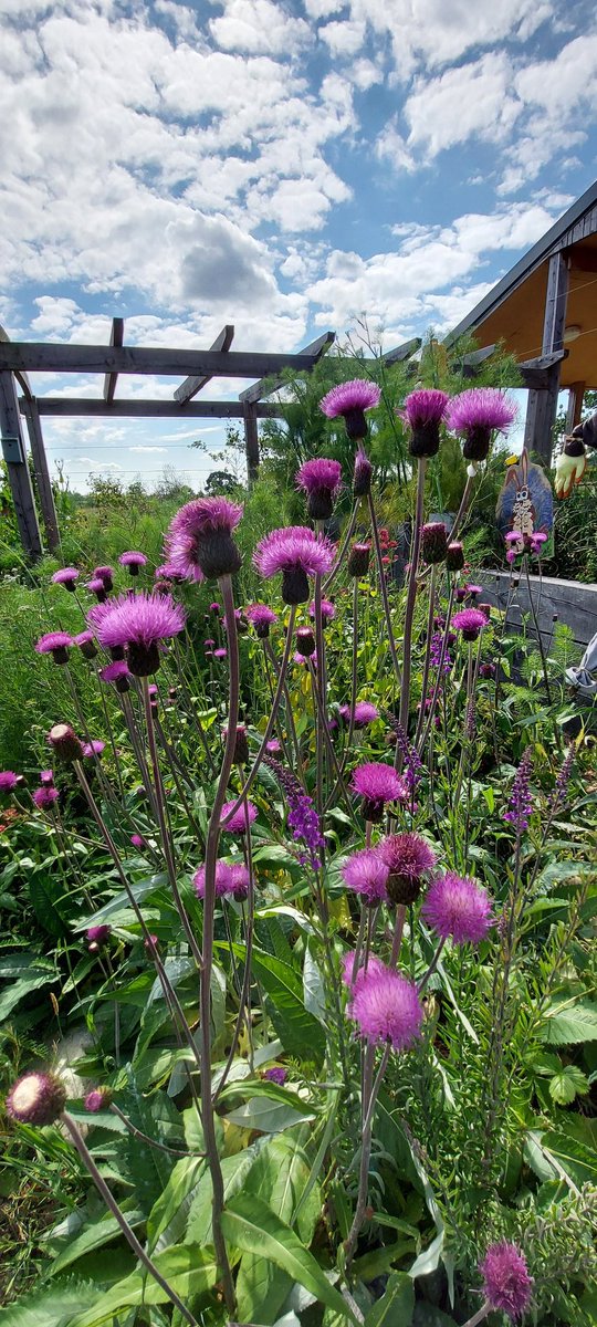 #30DaysWild #Day21 a wander through the @cumbriawildlife #garden at #GoslingSike #Houghton #Carlisle #WildAboutGardens #MelancholyThistle wow