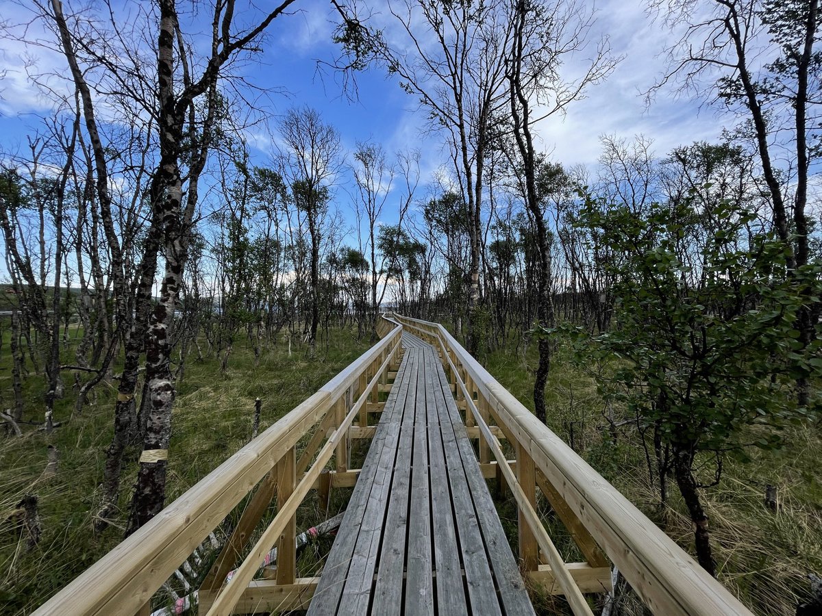 waqas70N's tweet photo. #nature #wild #earth #forest #north #sommer #70N #abovearctic https://t.co/9MMVUONJ4O